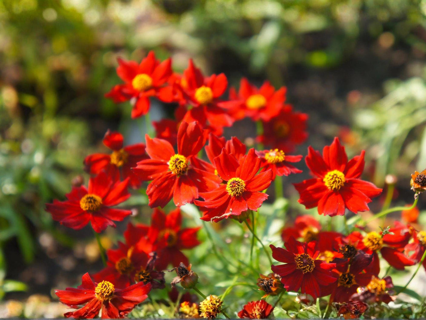 Dwarf Red Coreopsis Seeds | Heirloom Non-GMO Wildflower Plant | Coreopsis tinctoria for Pollinator Gardens