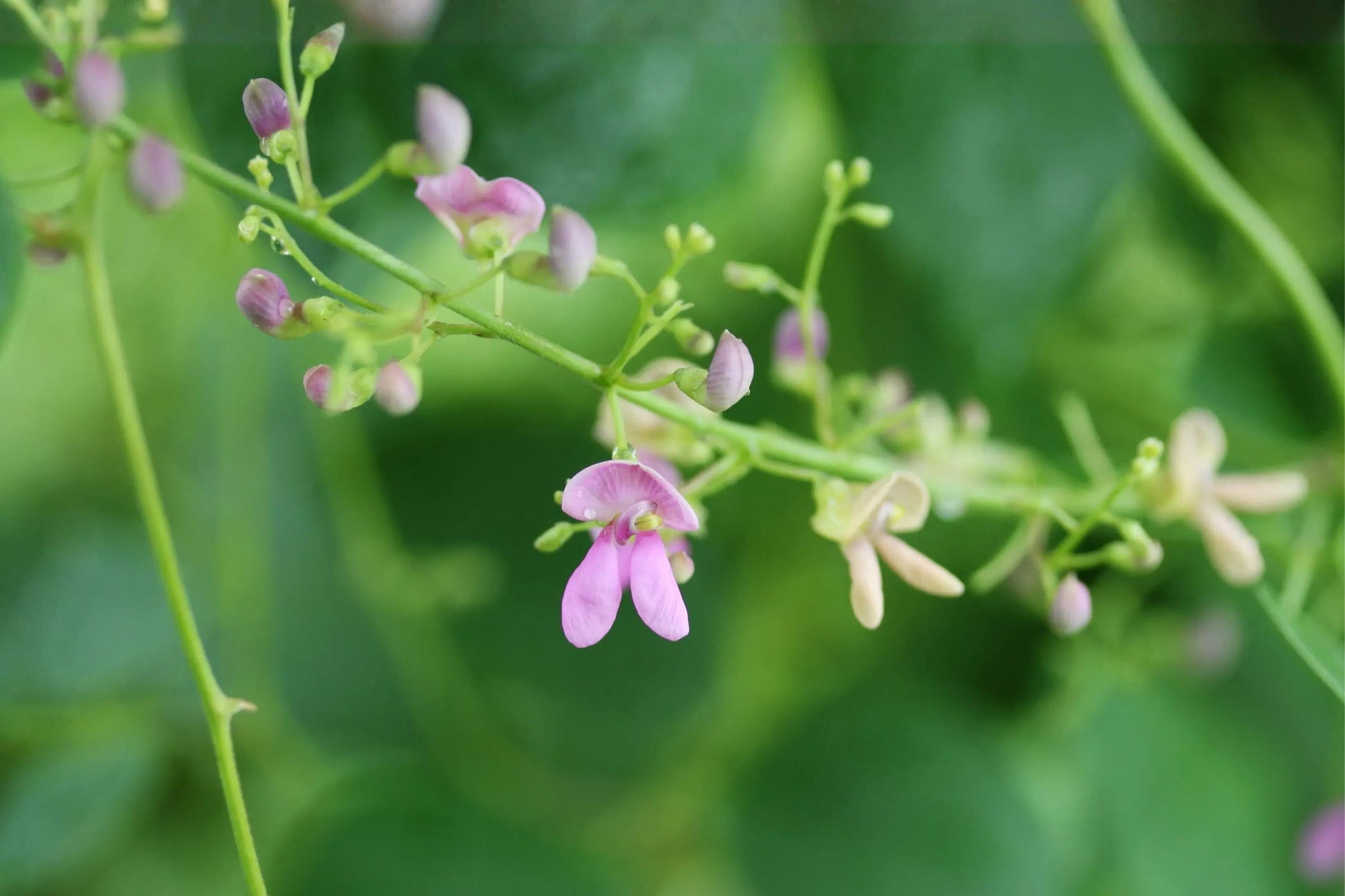 Wild Kidney Bean Seeds (Phaseolus polystachios) – Native Climbing Vine for Woodland Gardens & Natural Landscapes