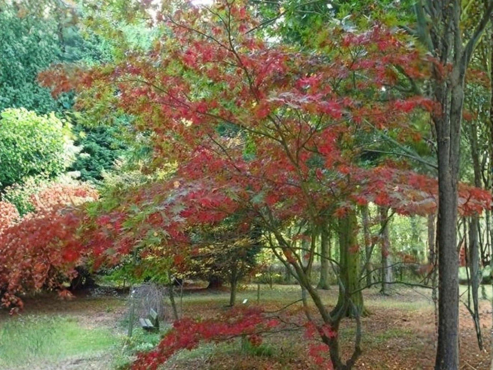 Green Barked Maple Tree Seeds | Acer grosseri Heirloom Non-GMO Ornamental Garden Planting
