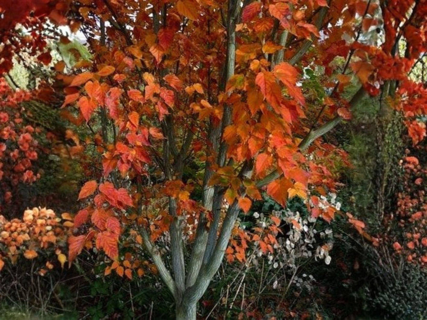 Snake Bark Maple Seeds | Heirloom Non-GMO Ornamental Tree Seeds Acer grosseri var. hersii