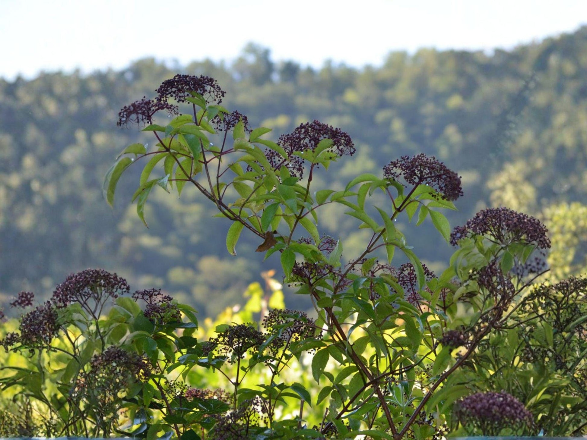 American Black Elderberry Seeds | Heirloom Non-GMO Sambucus canadensis Shrub for Garden Planting