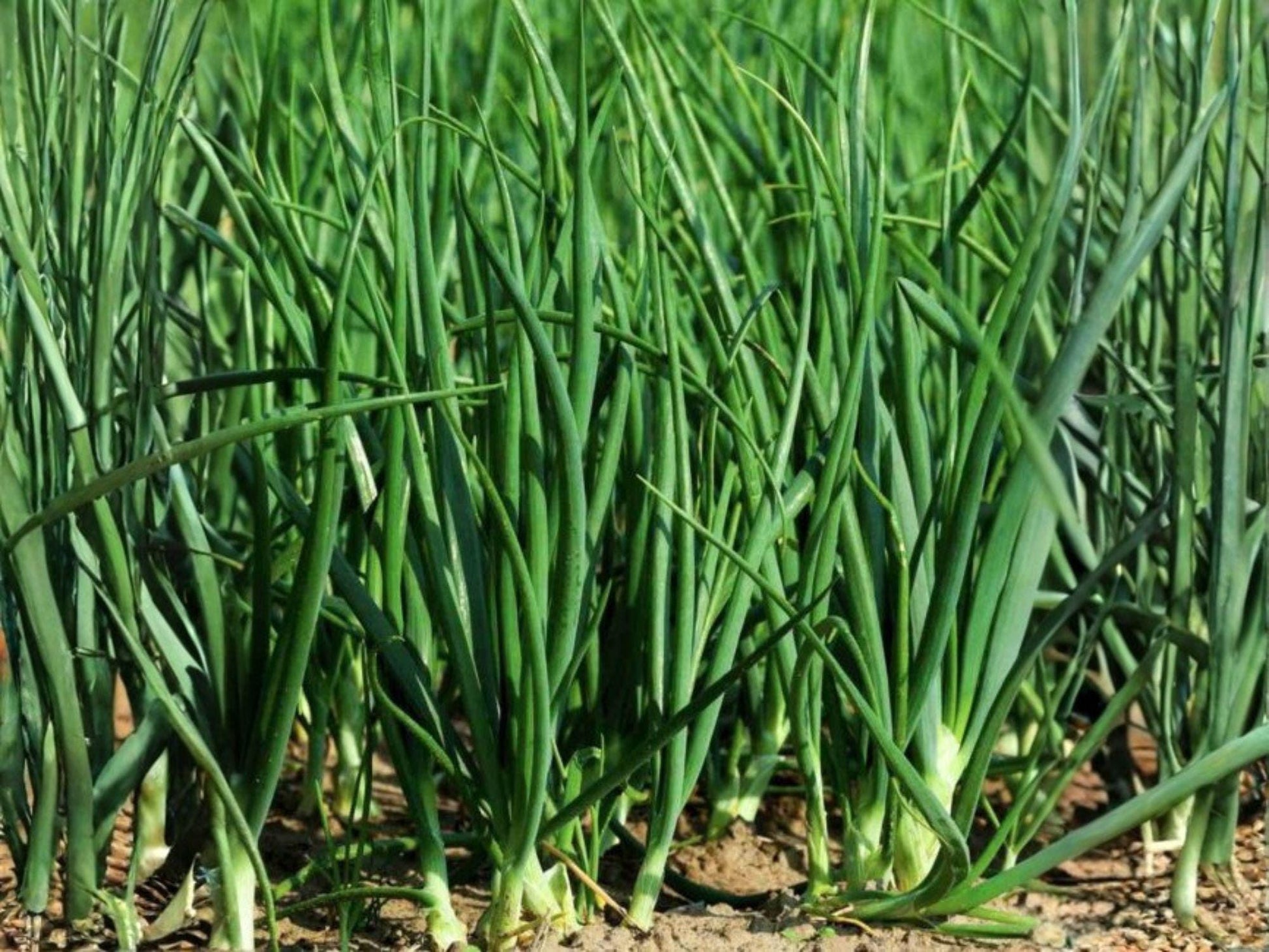 Evergreen Bunching Onion Seeds | Heirloom Non-GMO Vegetable Garden Scallions | Fresh Green Bunching Onion Seeds