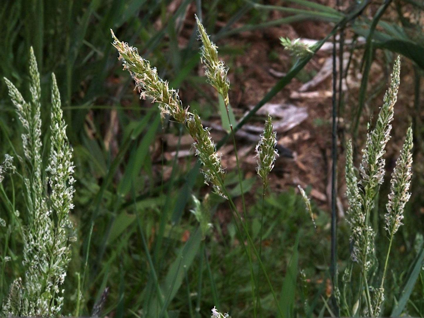Sweet Vernal Grass Seeds | Heirloom Non-GMO Ornamental Grass for Meadow Gardens | Anthoxanthum odoratum