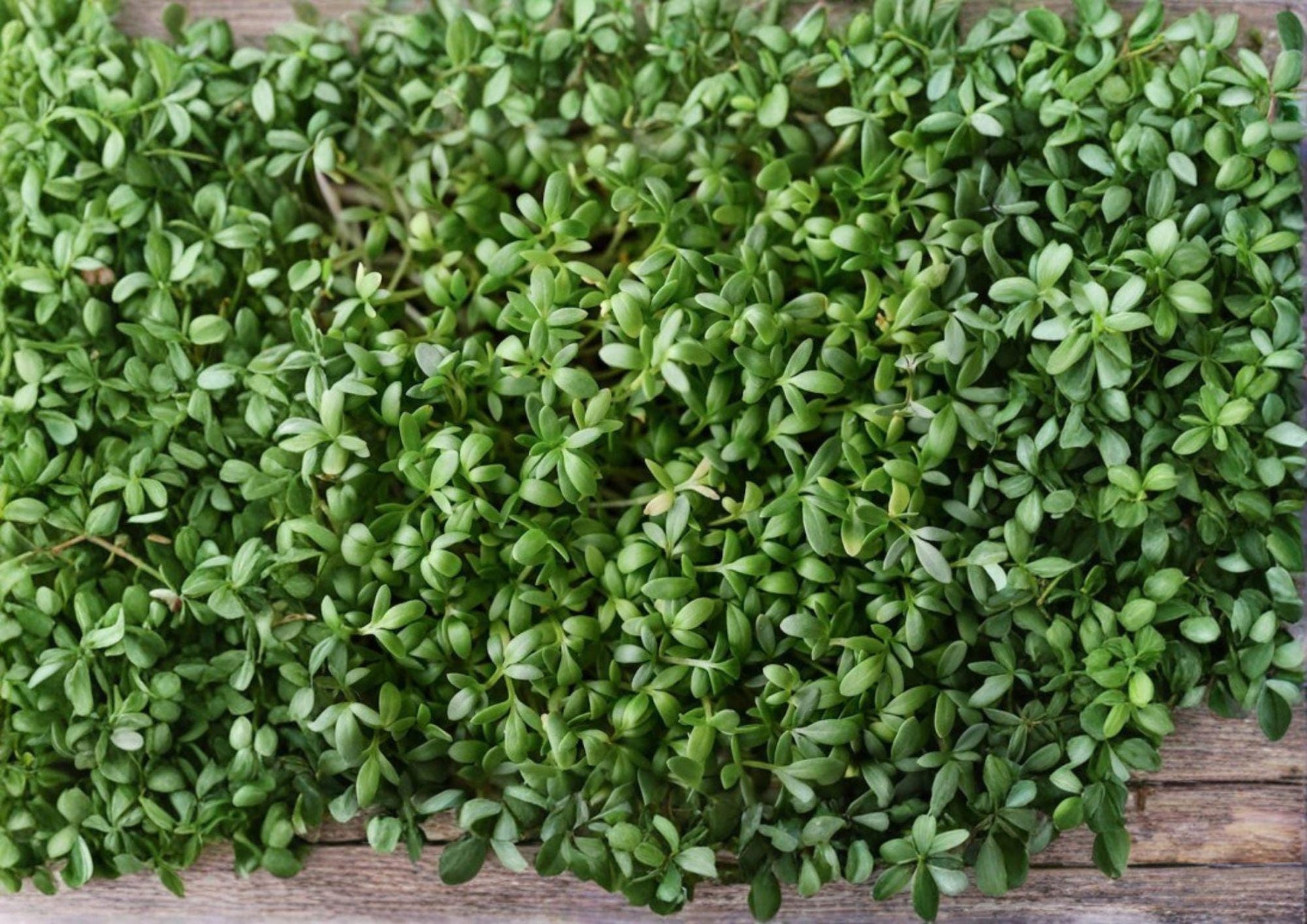 Pepper Cress Seeds, Microgreens & Salad Herb, Lepidium sativum, Non-GMO, Fast-Growing Heirloom Seed Pack