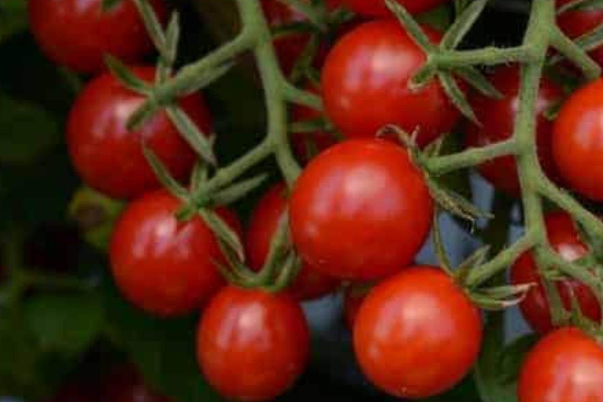 Sweet Pea Currant Tomato Seeds, Heirloom, Tiny Fruit, High Yield, Indeterminate, Non-GMO, Salad, Container Gardening
