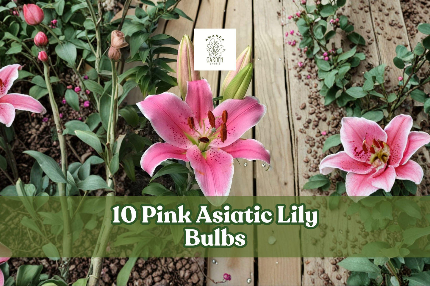 Pink Asiatic Lily Bulbs – 10 Pack, Bright Pink Flowers, Perennial Garden Bulbs, Lilium spp., Summer Blooming, Easy to Grow