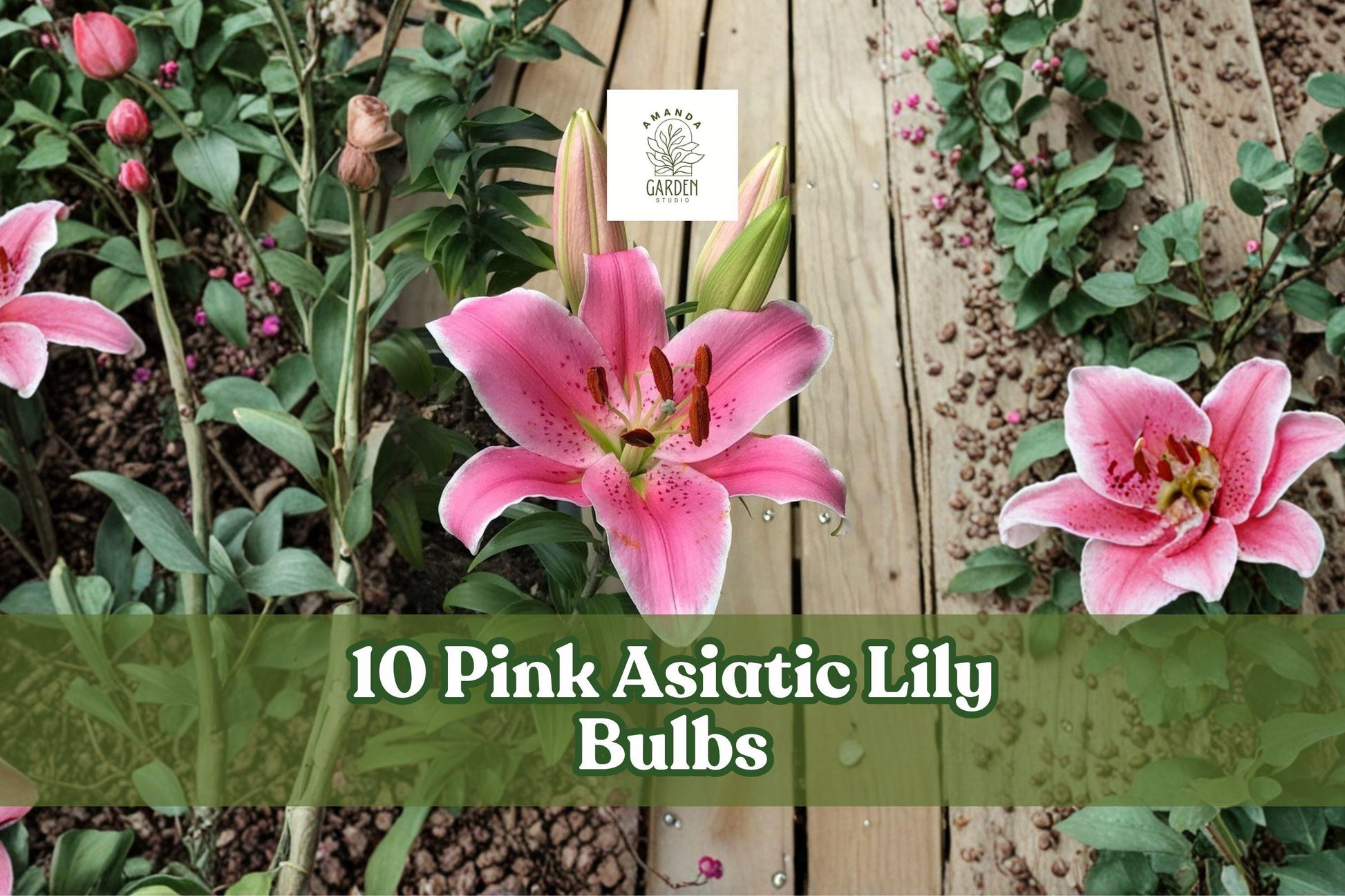 Pink Asiatic Lily Bulbs – 10 Pack, Bright Pink Flowers, Perennial Garden Bulbs, Lilium spp., Summer Blooming, Easy to Grow