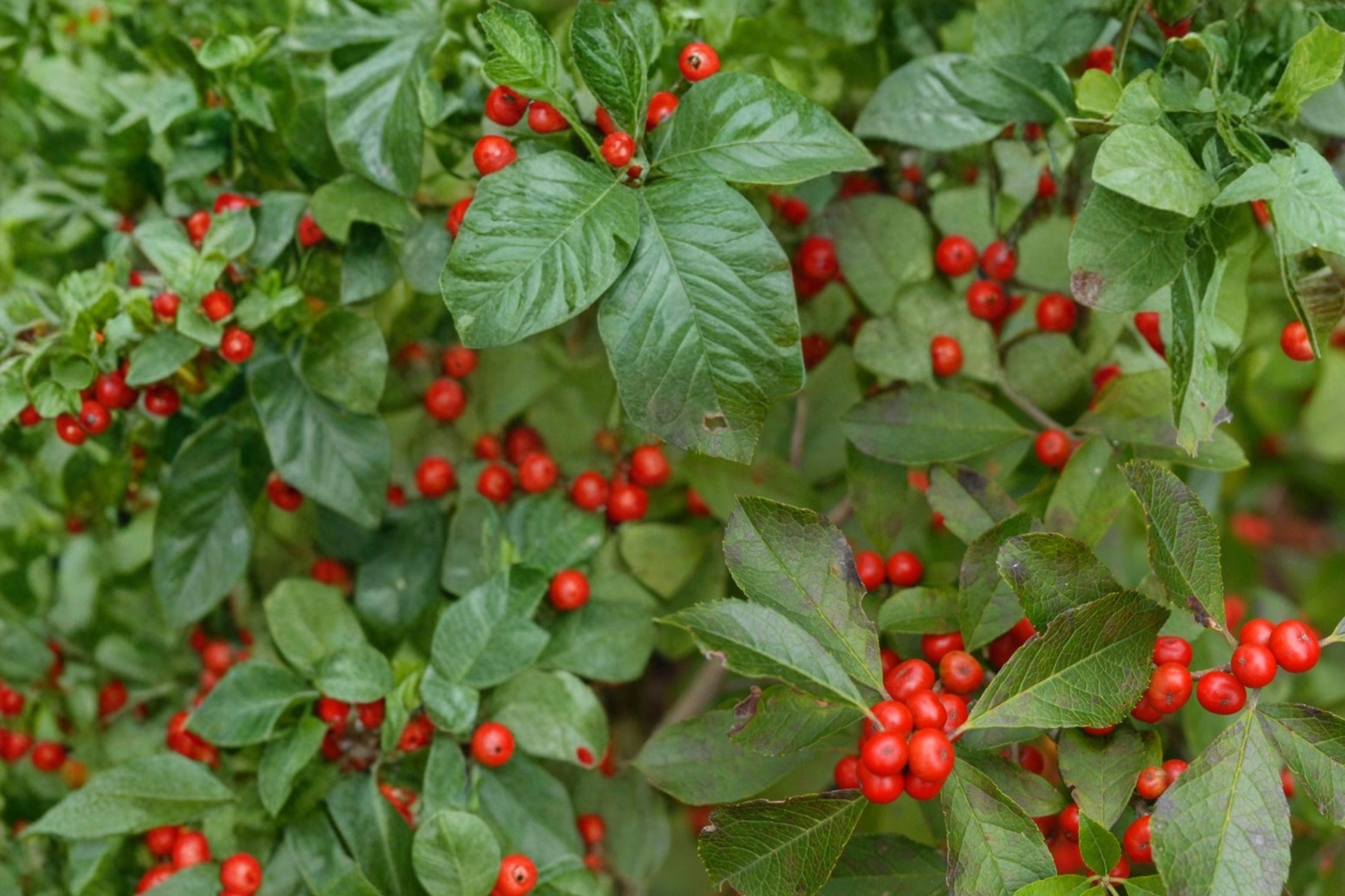 Winterberry Holly Seeds – Ilex verticillata, Deciduous Shrub with Bright Red Berries, Garden, Hedge, Woodland Edges