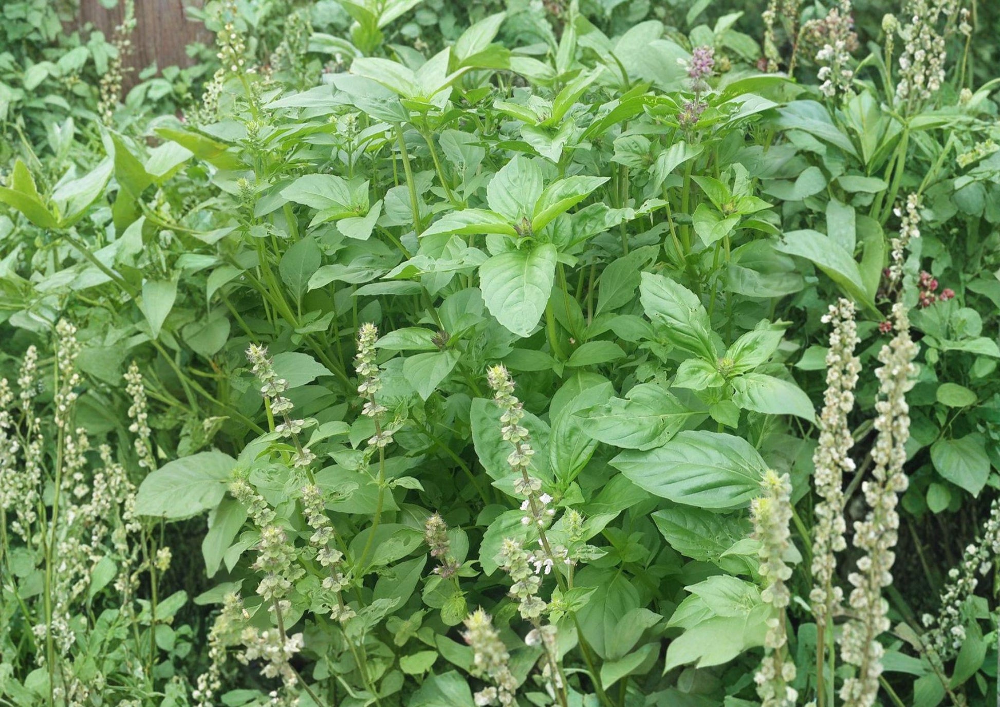 Lemon Basil Seeds, Heirloom Non-GMO, Aromatic Citrus Herb, Sweet Basil, Ocimum basilicum, 75 Pack