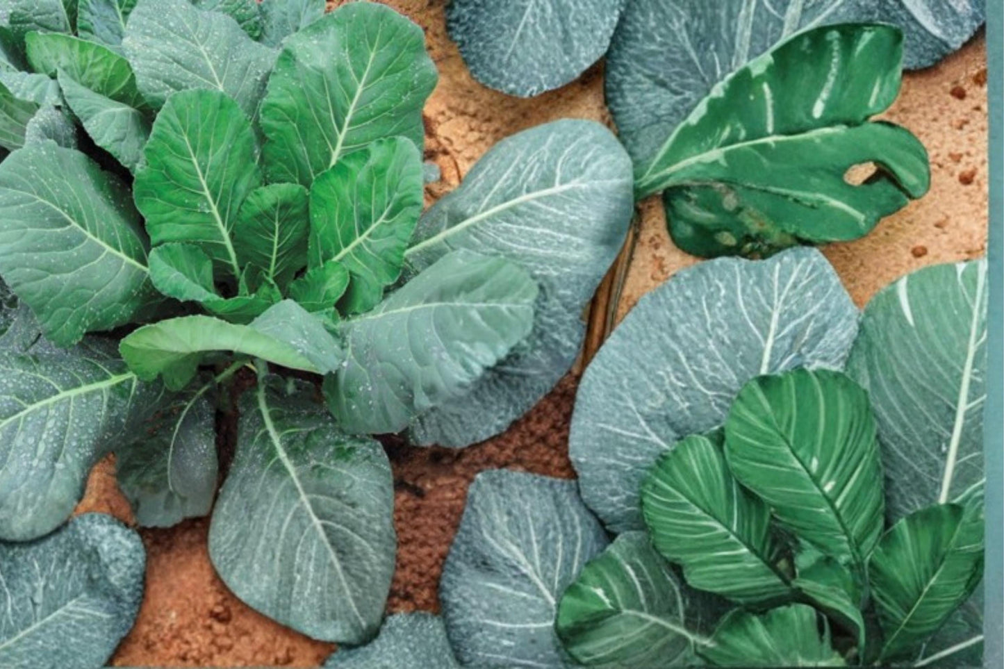 Champion Collards Seeds – Brassica oleracea Herbaceous Green Vegetable for Garden Beds, 250 Seeds
