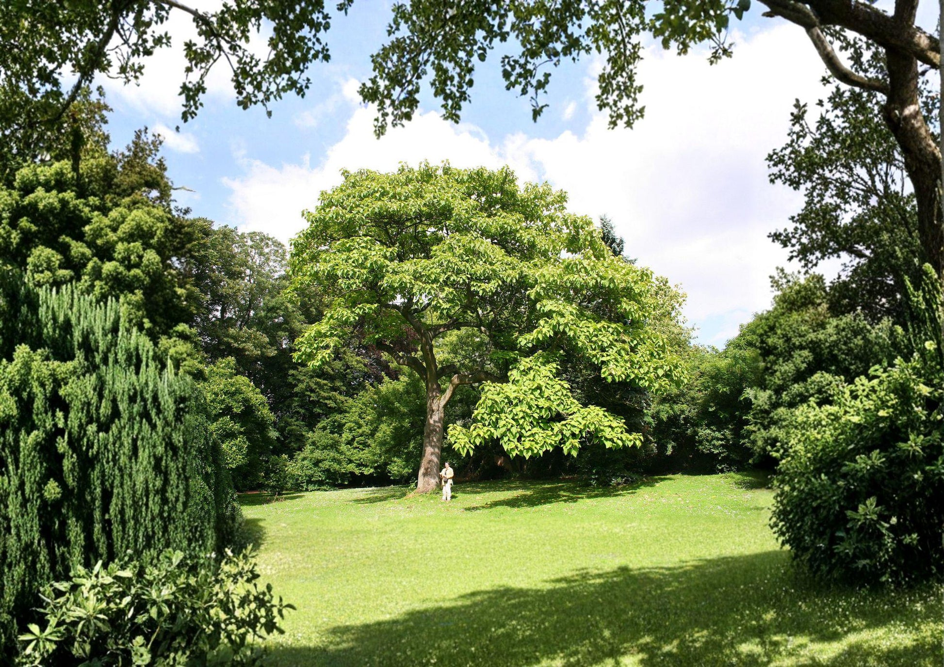 100 Paulownia Tomentosa Seeds | Empress Princess Tree Ornamental Fast-Growing Tree with Purple Blooms & Large Foliage