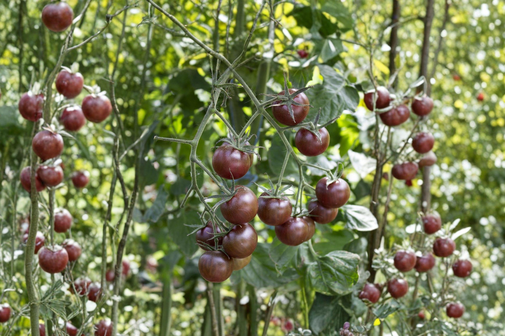 Brown Berry Heirloom Cherry Tomato Seeds – Rare Indeterminate, Sweet Rich Flavor, High Yield, Non-GMO, 30+ Seeds