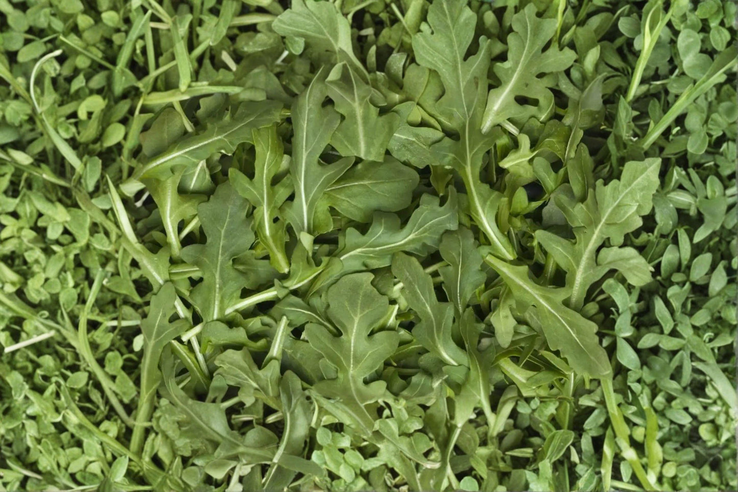Heirloom Organic Astro Arugula Seeds – Fast-Growing Salad Green, Non-GMO, 500+ Seeds for Fresh, Tender, Peppery Leaves