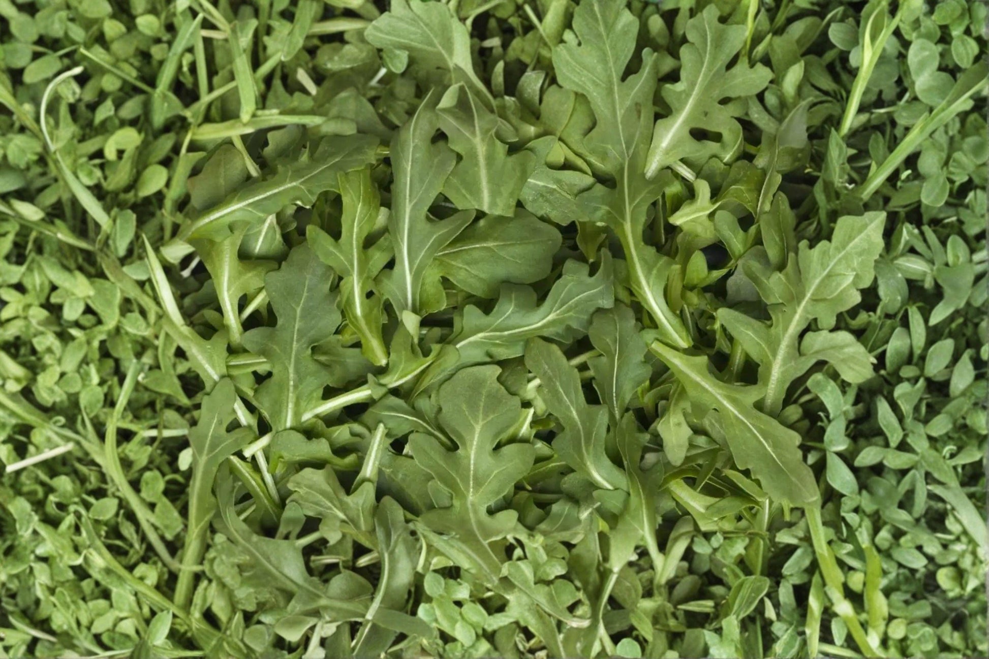 Heirloom Organic Astro Arugula Seeds – Fast-Growing Salad Green, Non-GMO, 500+ Seeds for Fresh, Tender, Peppery Leaves