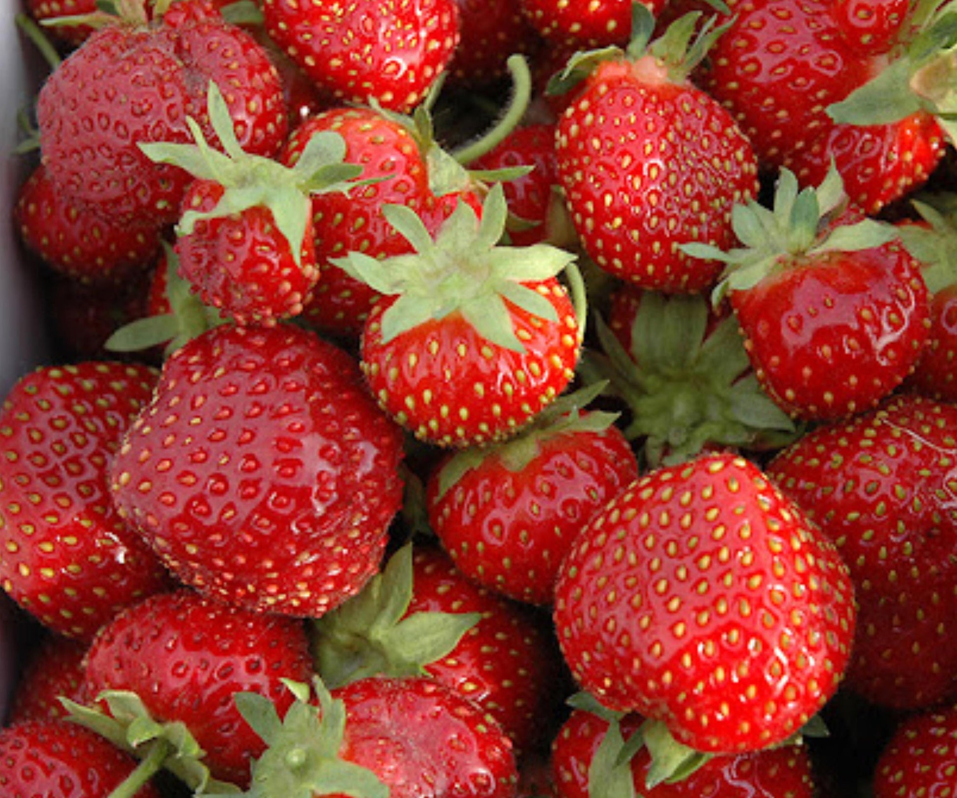 Seascape Strawberry Bare Root Plants – Day-Neutral, Sweet Berries, Edible Perennial, Fragaria