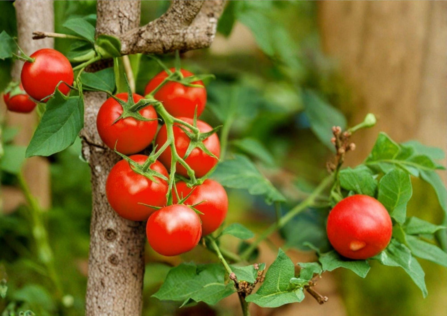 120+ Sweet Cherry Tomato Seeds, Heirloom, Non-GMO, Solanum Lycopersicum, Small Fruit, High Yield Garden Planting Seeds