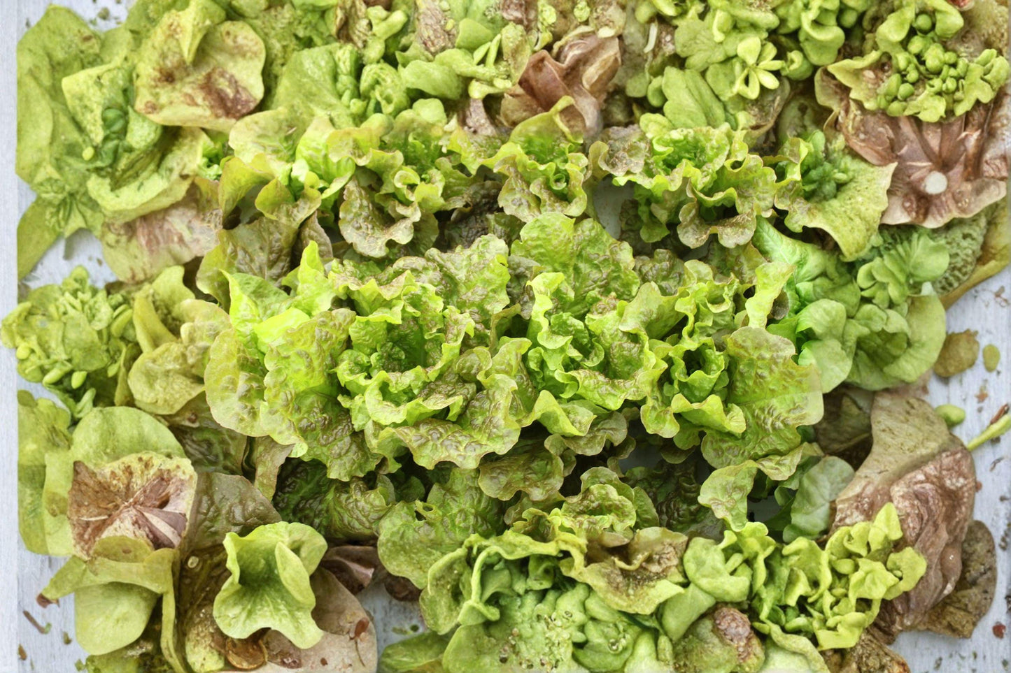 Prizehead Organic Heirloom Lettuce Seeds – Curly Leaf Salad Green, Fast-Growing, Non-GMO, 500+ Seeds