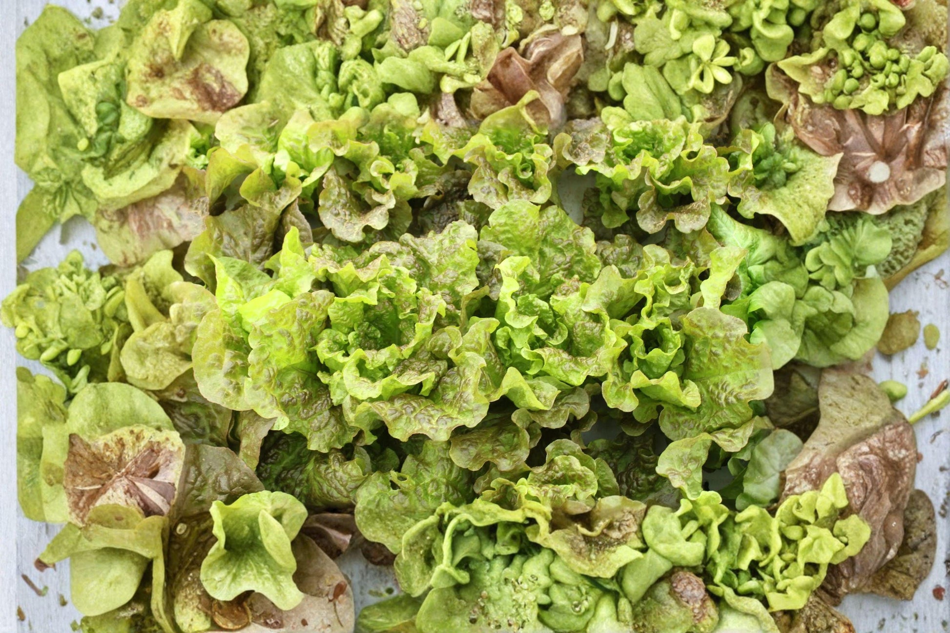 Prizehead Organic Heirloom Lettuce Seeds – Curly Leaf Salad Green, Fast-Growing, Non-GMO, 500+ Seeds