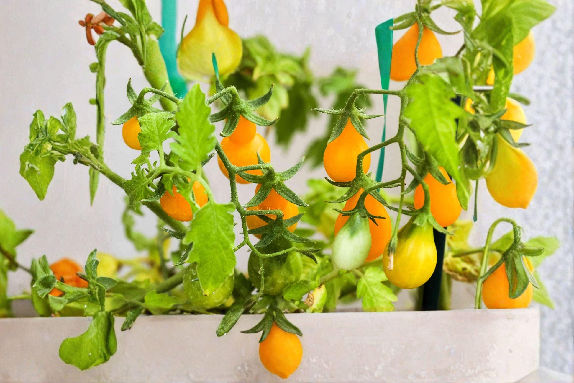 Yellow Pear Tomato Seeds – Heirloom Non-GMO Cherry Variety for High Yield, Pear-Shaped Small Tomatoes, Indeterminate, 120+ Seeds