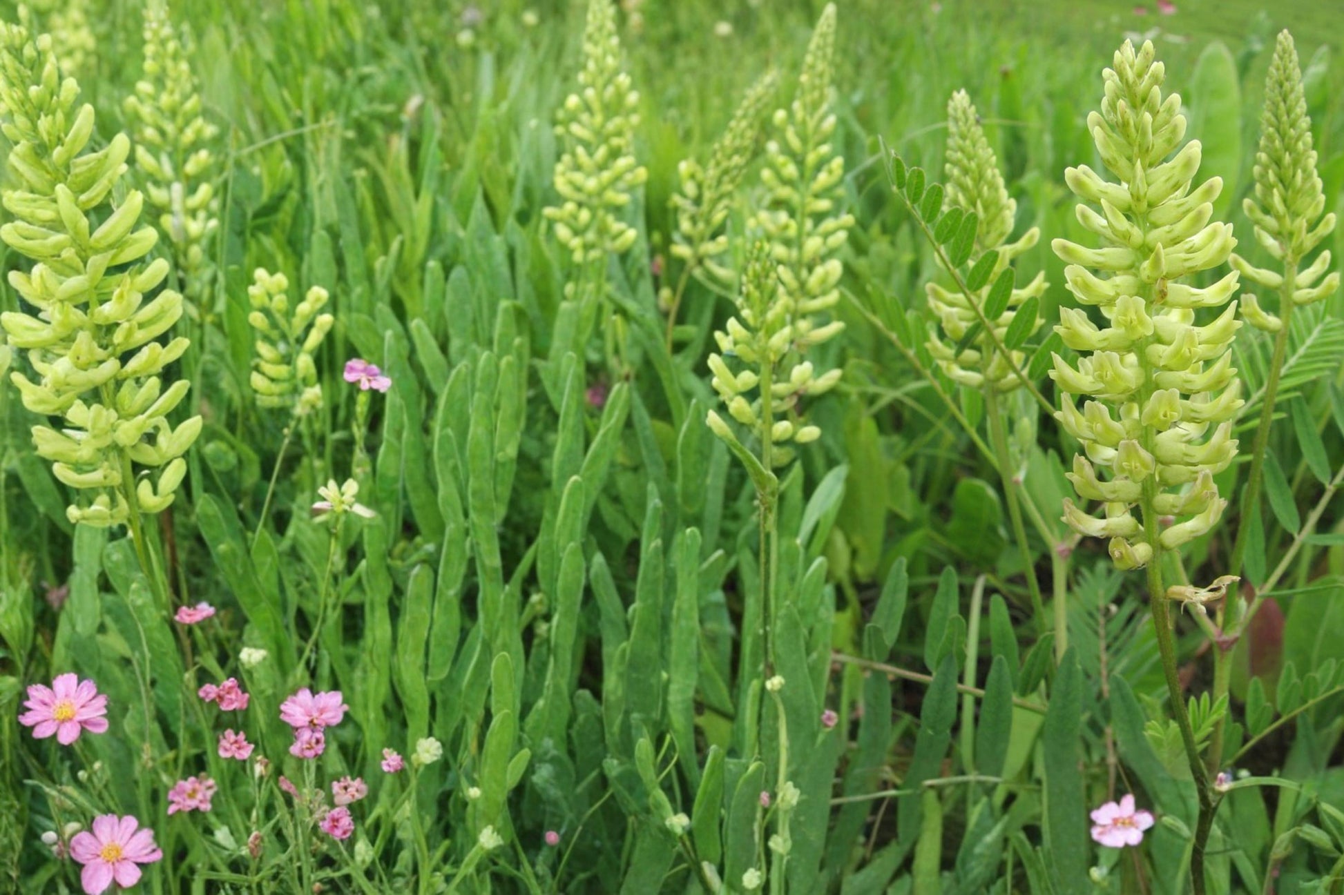 Canadian Milk Vetch Seeds – Astragalus canadensis Herbaceous Perennial Native Wildflower Prairie Meadow Plant