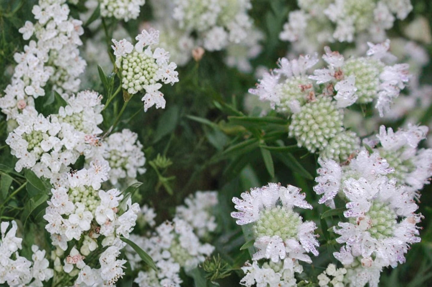Mountain Mint Seeds – Pycnanthemum virginianum, Perennial Herb, White Flowers, Aromatic Foliage, Native Pollinator Plant
