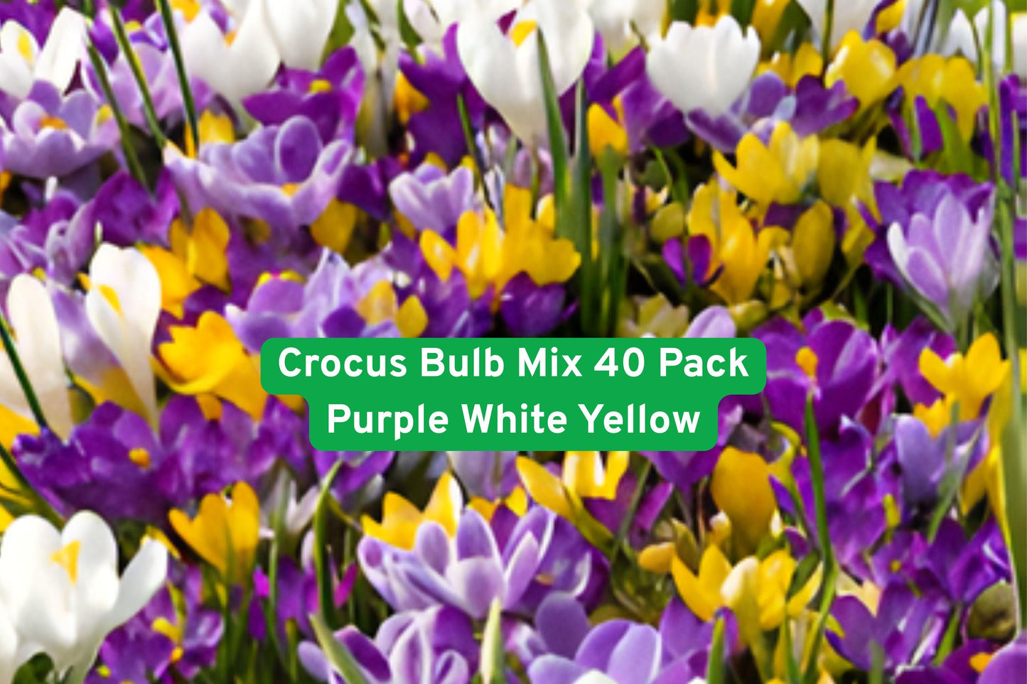crocus bulbs, spring flower bulbs, perennial garden plants, colorful flower bulbs, naturalizing crocus, early spring blooms, flower bed bulbs, pollinator-friendly plants, low maintenance bulbs, outdoor planting bulbs, garden border flowers, lawn naturalizing, vibrant spring flowers