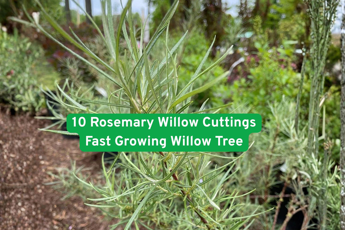 rosemary willow cuttings, fast growing willow, privacy hedge plant, bonsai willow tree, flexible willow branches, basketry willow, deciduous shrub, green foliage plant, landscape accent, DIY plant gift, bare root willow, ornamental willow, beginner-friendly willow