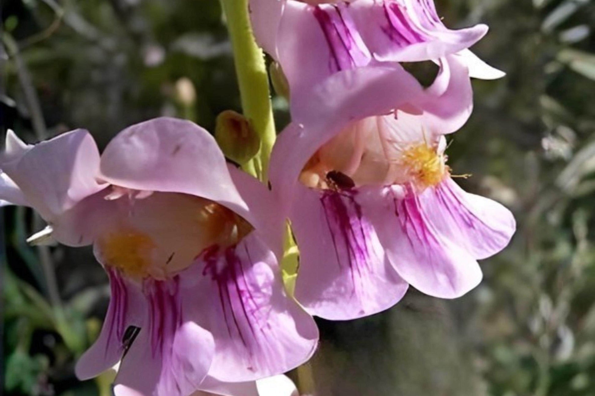 Palmer’s Penstemon Seeds (50) | Native Wildflower for Xeriscaping, Pollinator Gardens | Penstemon palmeri
