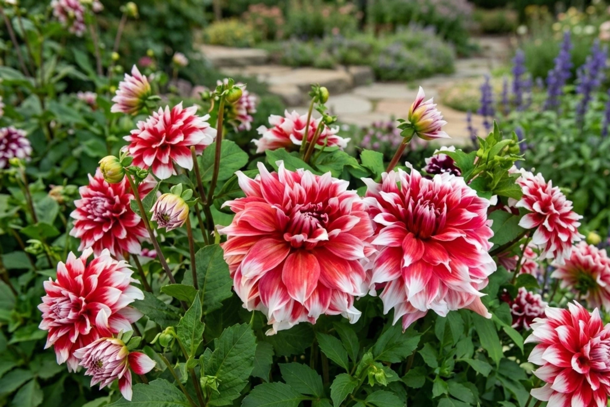 Frost Nip Dinner Plate Dahlia Tuber Clump – Red White Blooms, Garden Flower Bulb, Cut Flower, Dahlia 'Frost Nip'
