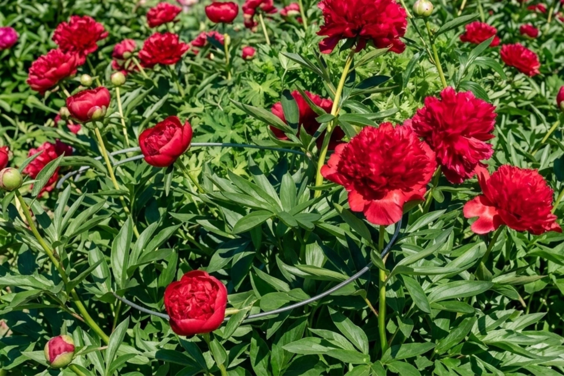 Dinnerplate Dahlia Bulb Clump – LABYRINTH Variety, Large Blooms, Garden Flower, Dahlia pinnata
