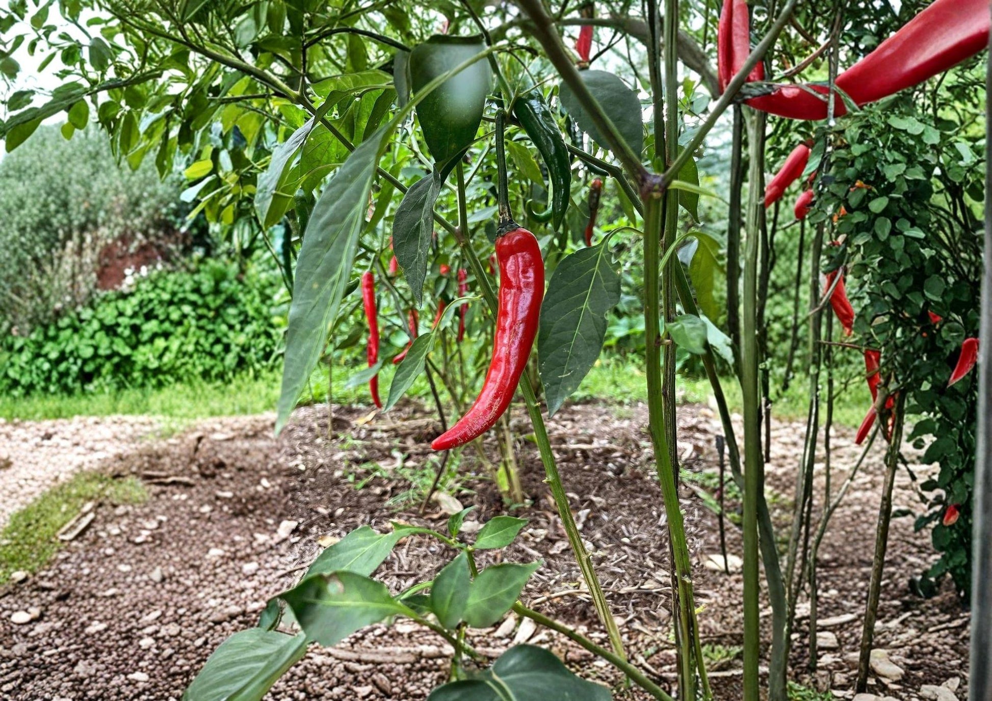 Cayenne Pepper Seeds Fiesta Blend Heirloom Organic Non-GMO Hot Chili Mix for Garden Planting