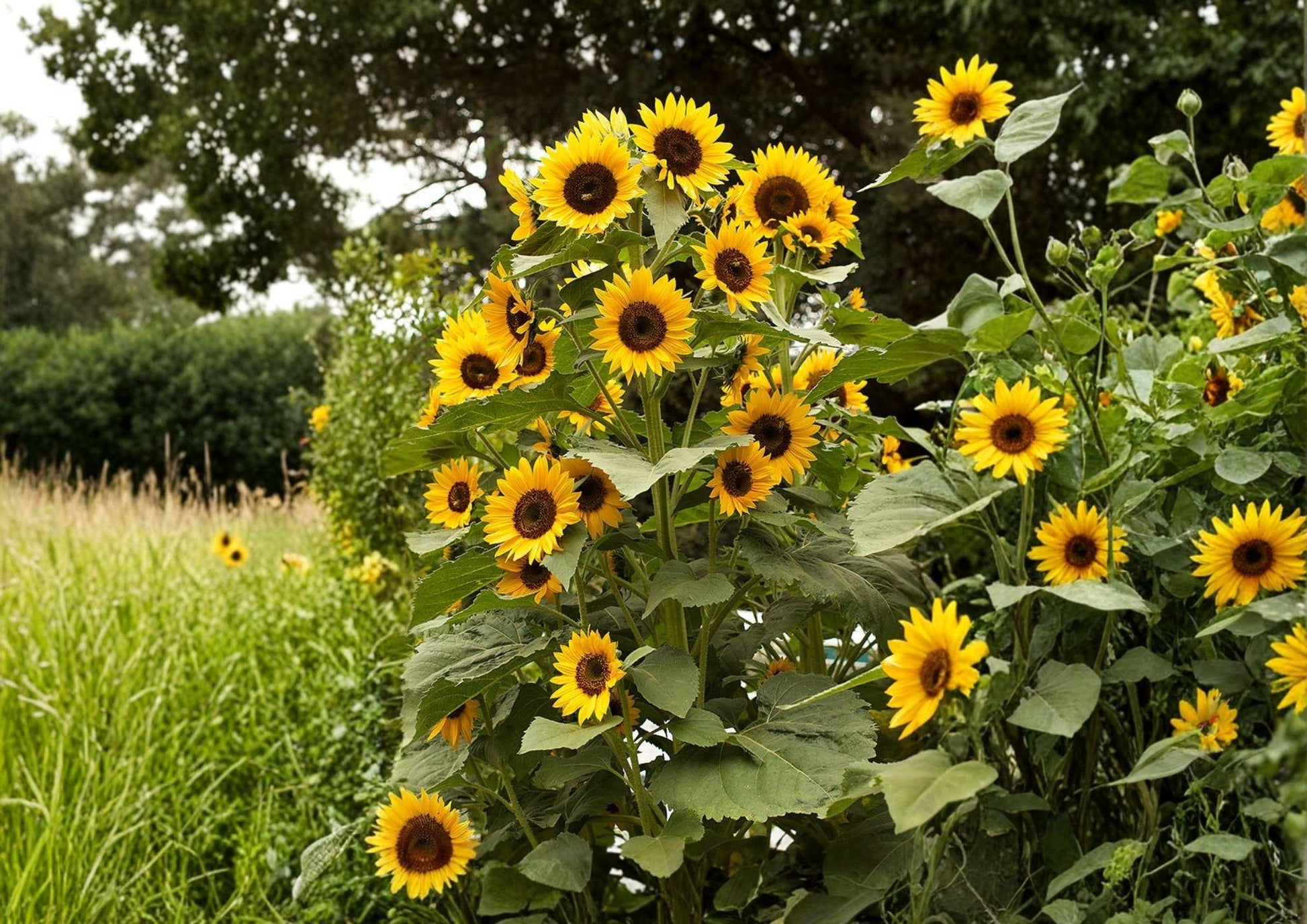 Black Oil Sunflower Seeds Heirloom Non-GMO for Bird Feed, Oil, Pollinators, Garden Planting