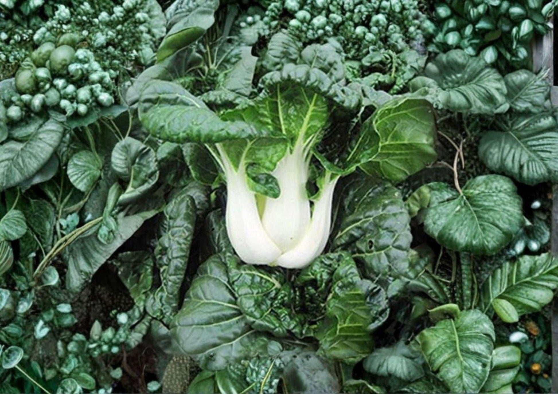 Pak Choi White Stem Seeds, Heirloom Non-GMO Vegetable Seeds for Garden, Asian Greens, Brassica rapa