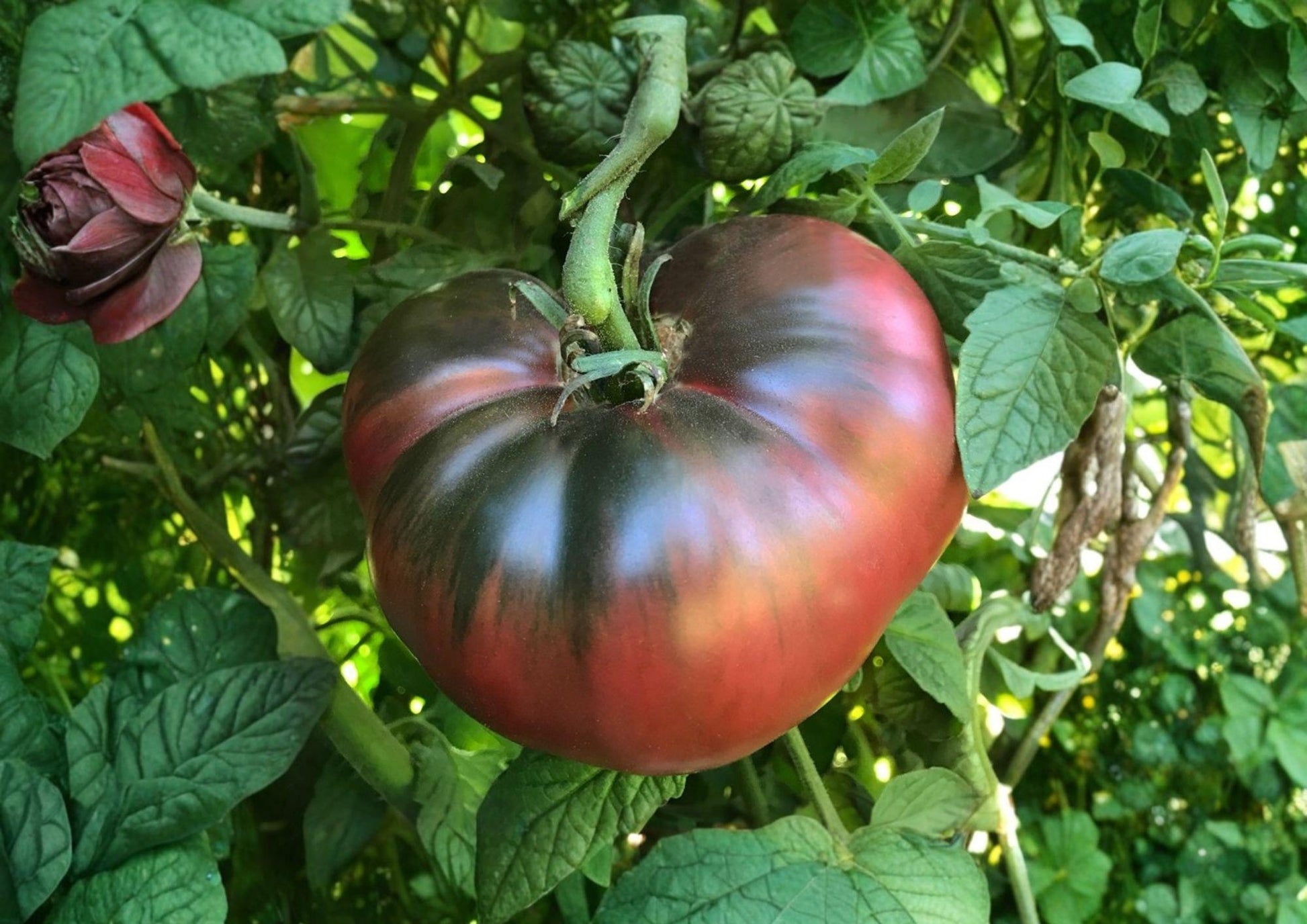 Black Krim Tomato Seeds – Heirloom Non-GMO Slicer Variety for Garden, Gourmet, and Salad Use