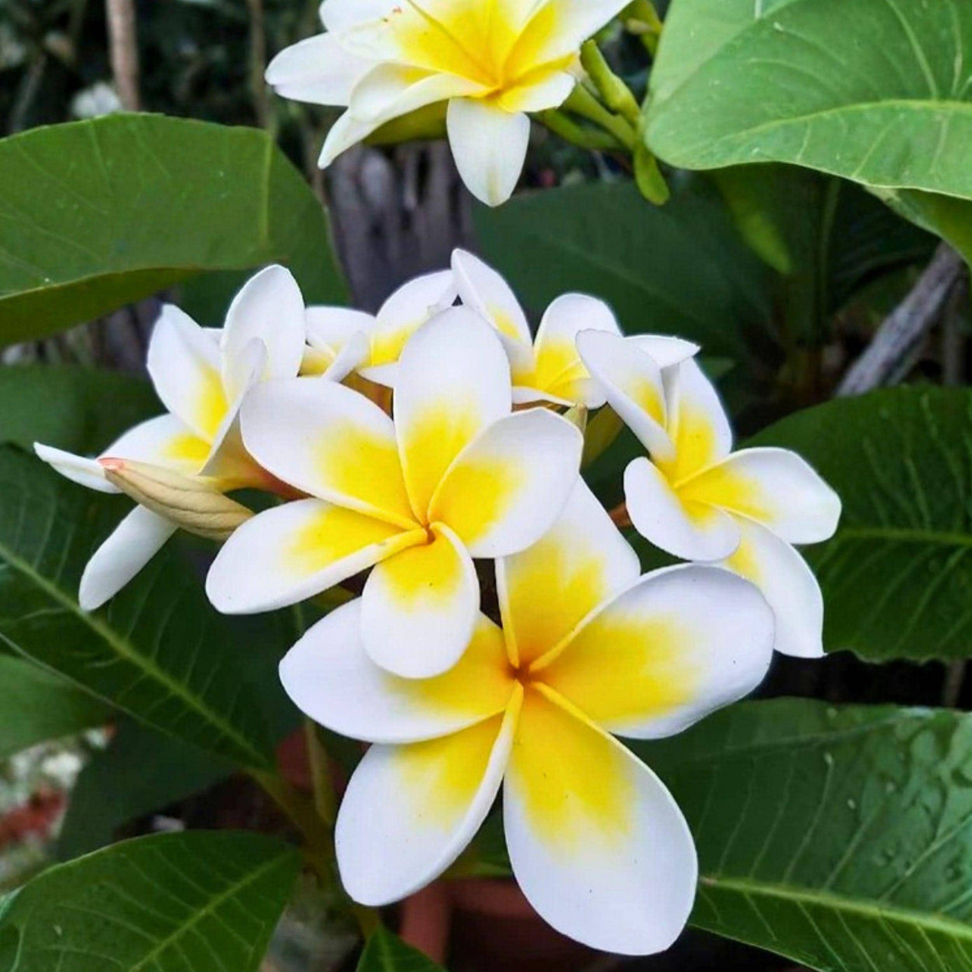 Yellow Plumeria Cutting, 10 Inch Unrooted Frangipani Propagation, Tropical Garden or Container Plant, Plumeria rubra
