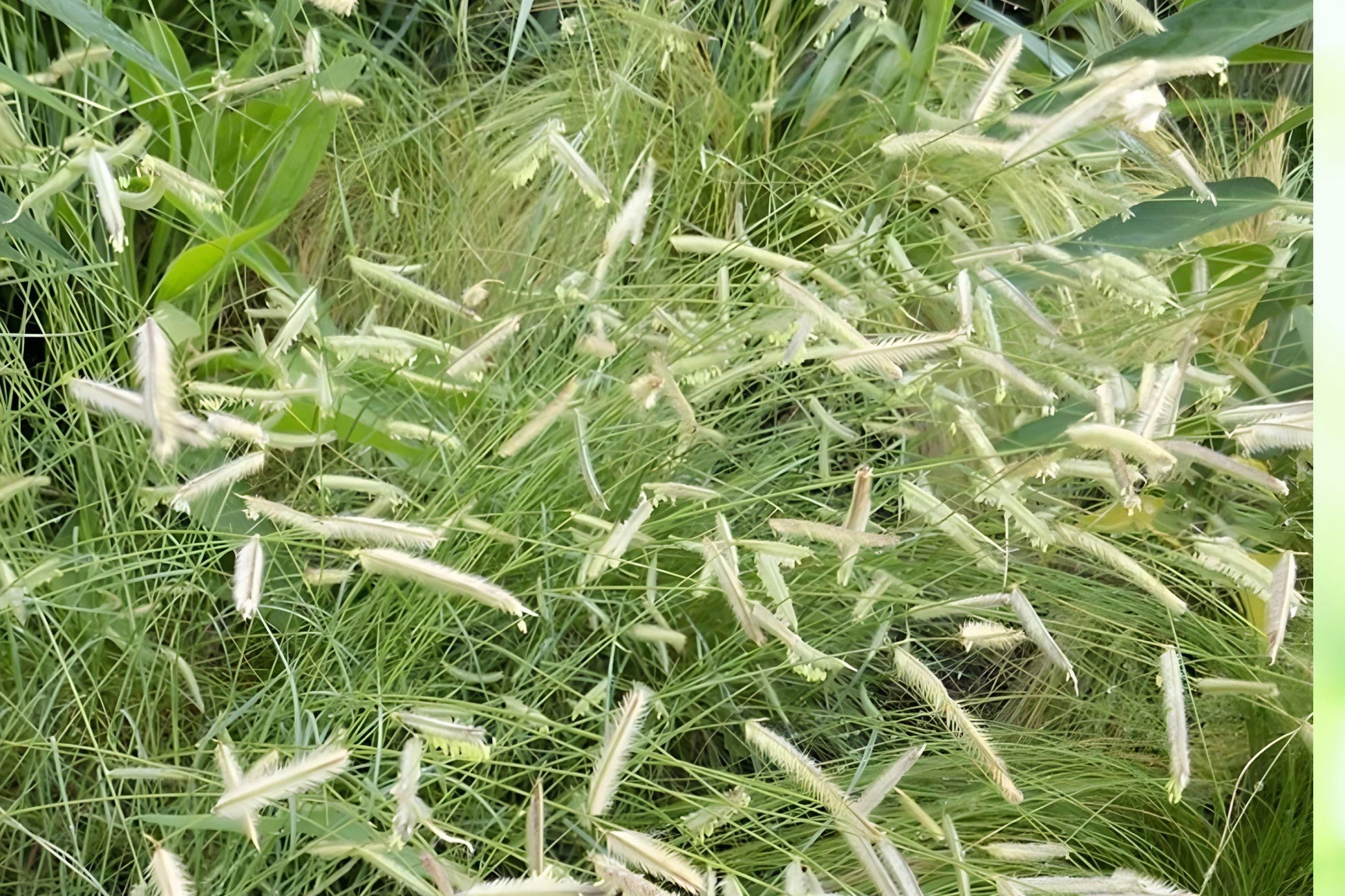 Blue Grama Grass Seeds – Drought Tolerant Native Prairie Grass, Bouteloua gracilis, 100 Seeds for Natural Lawns & Xeriscaping