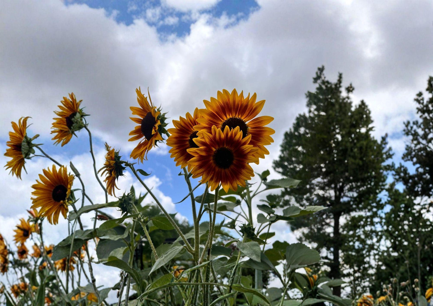 Indian Blanket Sunflower Seeds, Gaillardia Native Wildflower, Drought Tolerant Pollinator Flower, Red Yellow Blooms, Garden Planting