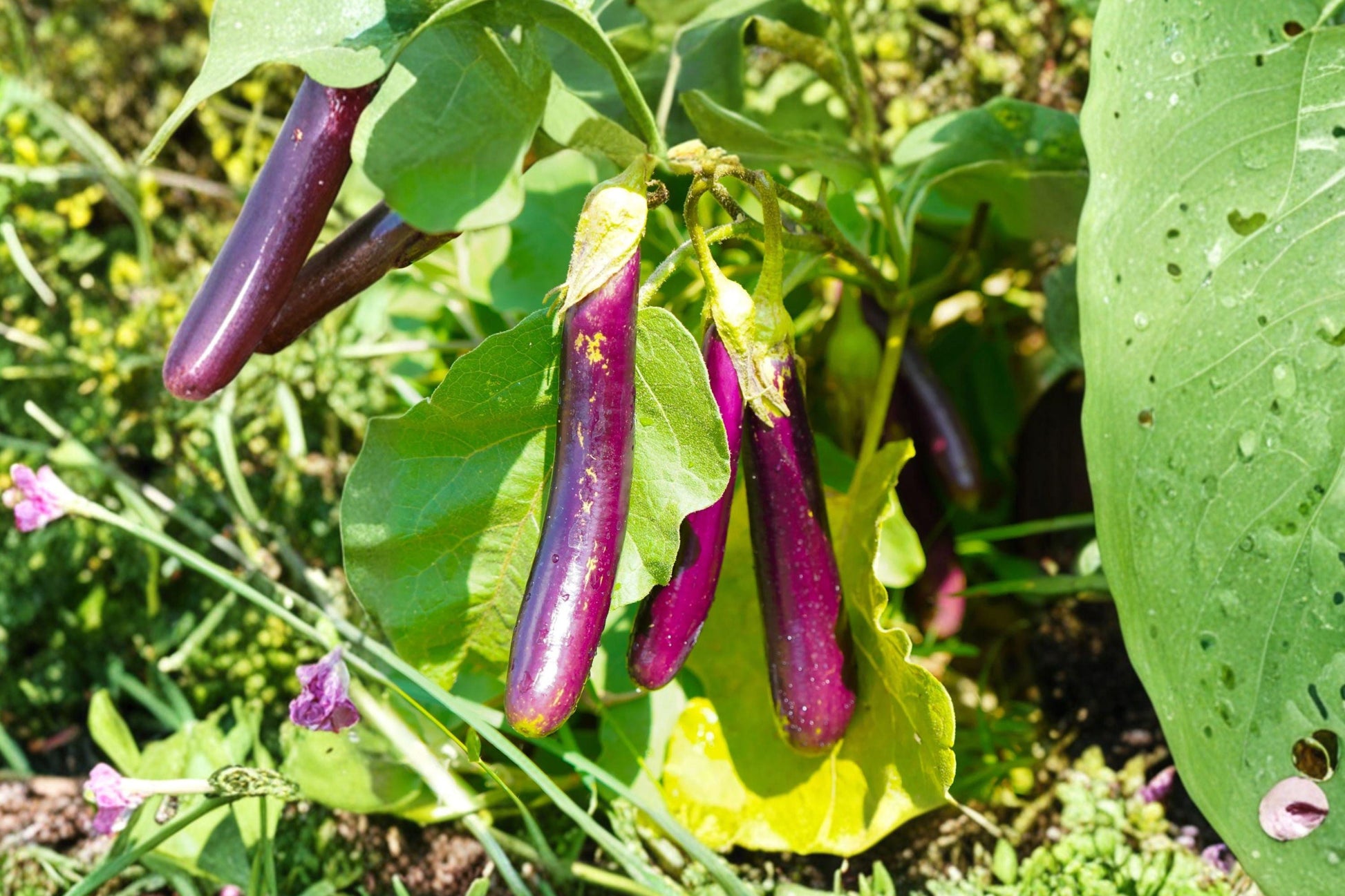 Long Purple Eggplant Seeds - Heirloom Organic Non-GMO, High Yield Garden Planting, Solanum melongena