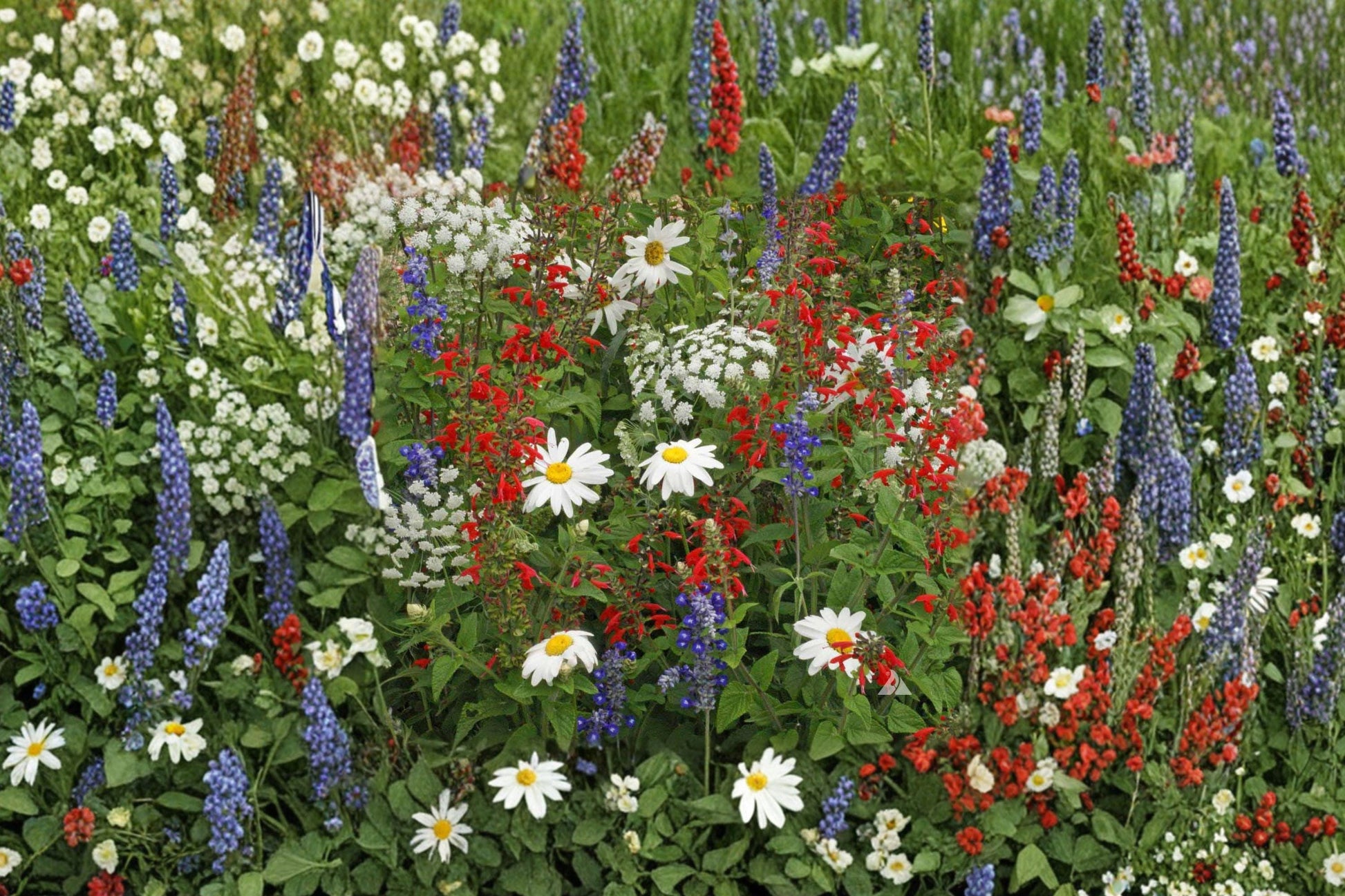 Red, White & Blue Wildflower Seeds - Drought Resistant Bee-Friendly Pollinator Mix, 1000+ Seeds, Natural Landscape, Easy Gardening