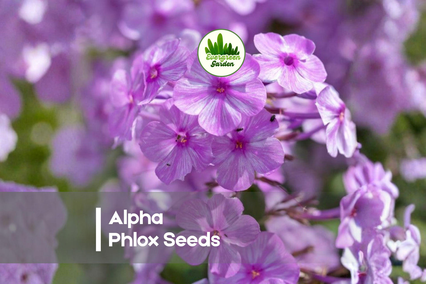 Alpha Phlox Seeds – Perennial Flower, Vibrant Mixed Shades, Phlox paniculata, 100 Seeds