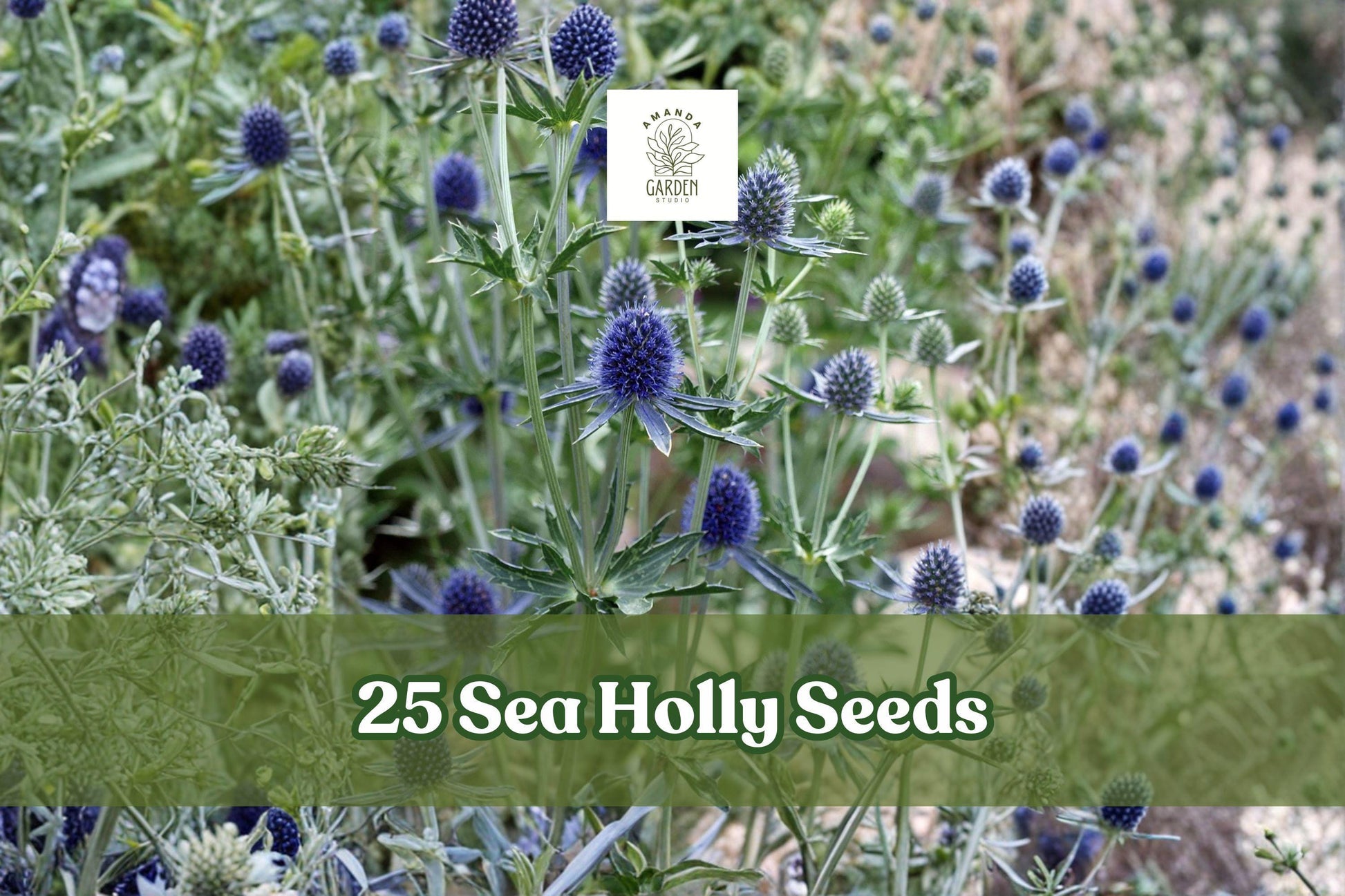 25 Sea Holly Seeds Eryngium Blue Star Flower Perennial Garden Plant for Borders & Dried Arrangements