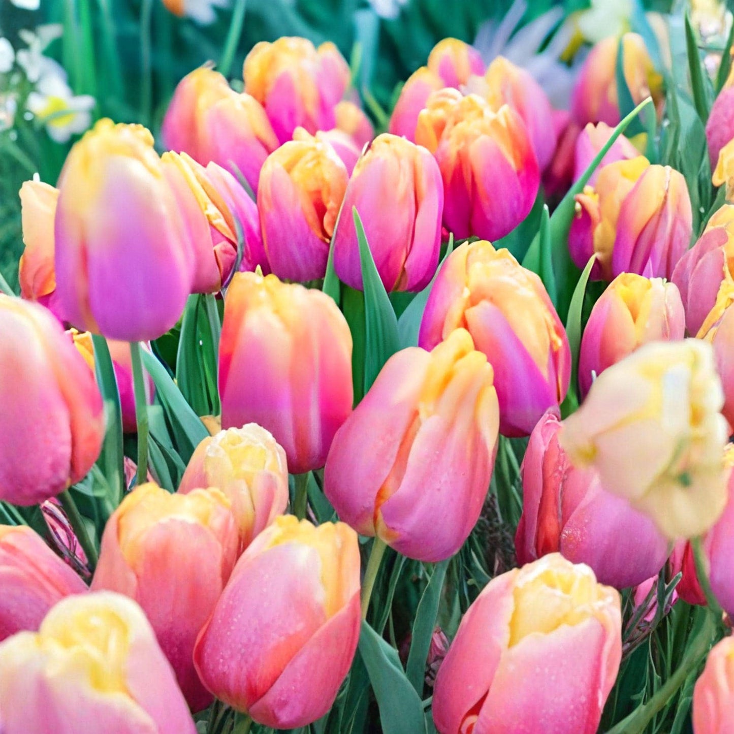 Pink Passion Tulip Bulbs – 10 Spring Blooming Hardy Garden Flowers, Tulipa gesneriana