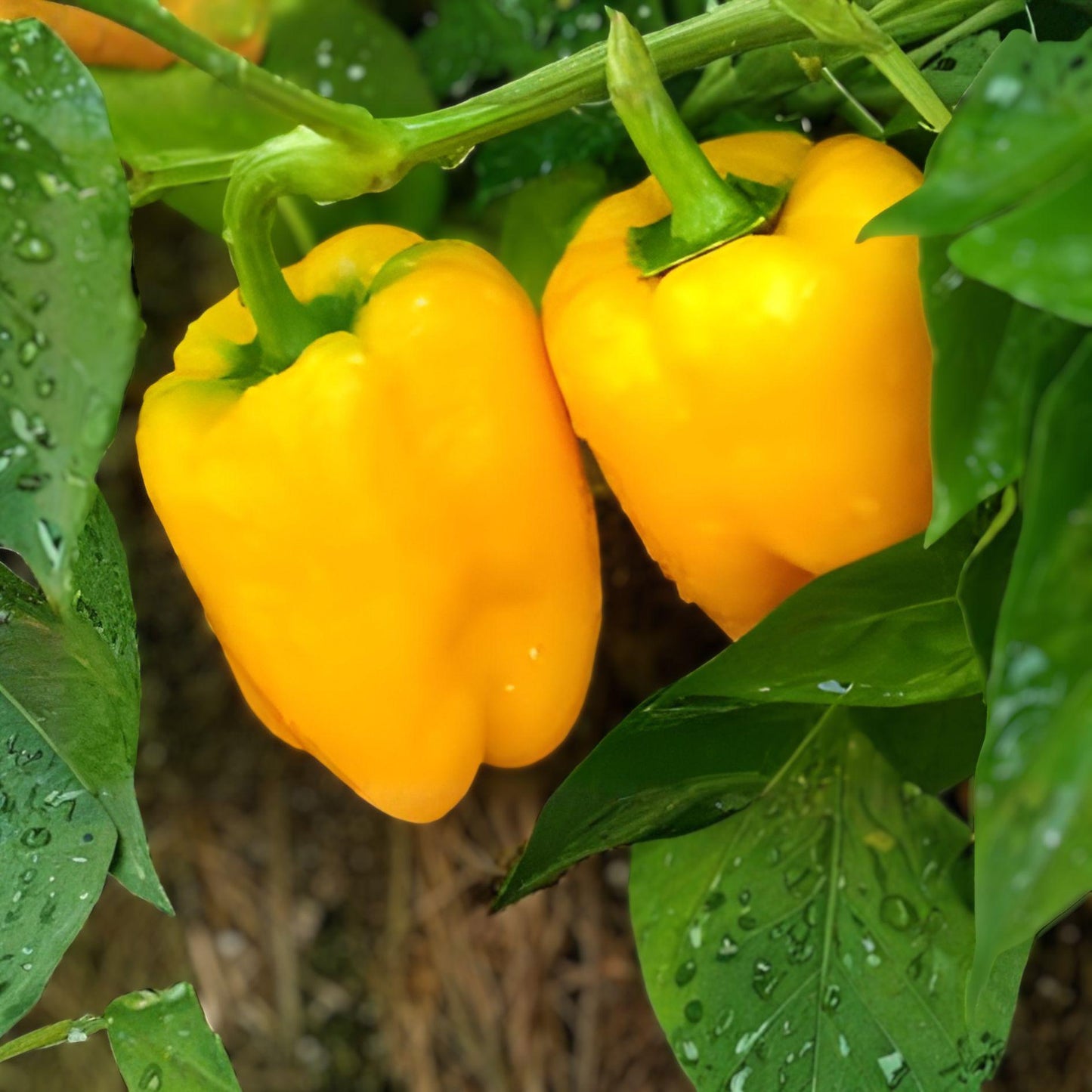 California Golden Pepper Seeds – Sweet Bell Vegetable Garden Planting Seeds for Bright Golden-Yellow Peppers
