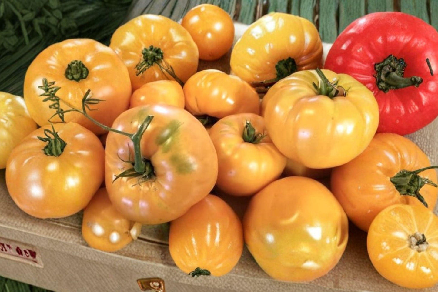 Amana Orange Tomato Seeds – Rare Heirloom Beefsteak, Large Fruit, Low Acid, Indeterminate, Non-GMO, 30+ Seeds
