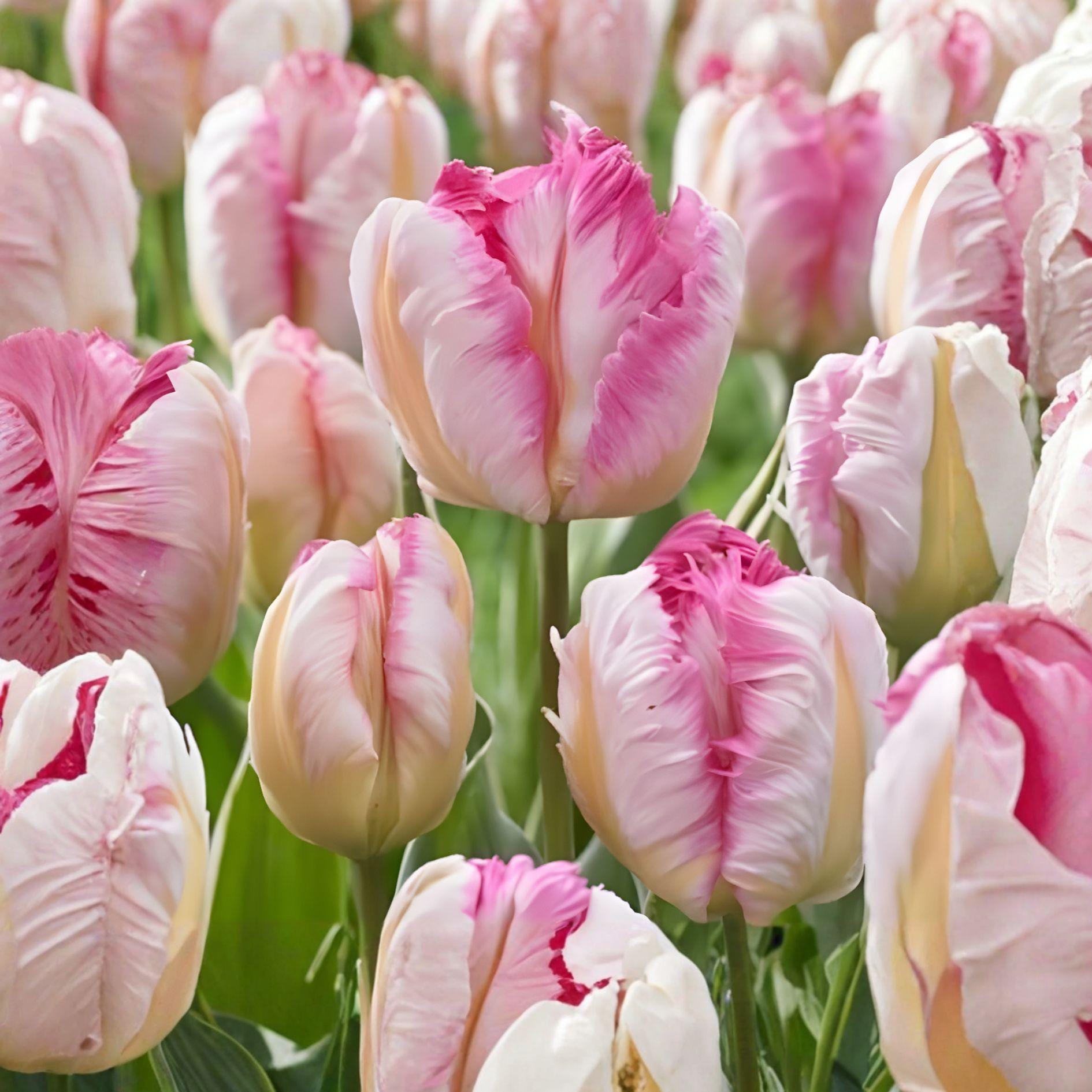Parrot Tulip Bulbs – 10 Green Yellow Ruffled Spring Flowers for Garden Beds & Borders (Tulipa gesneriana)