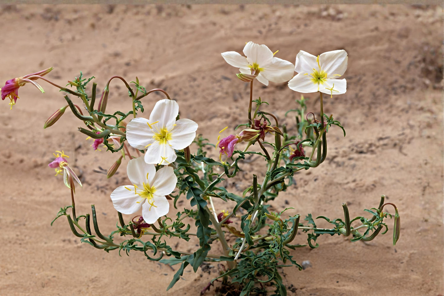 Pale Evening Primrose Seeds (Oenothera pallida) - Native Wildflower for Pollinator Gardens, Drought Tolerant, Night Blooming, 100 Seeds