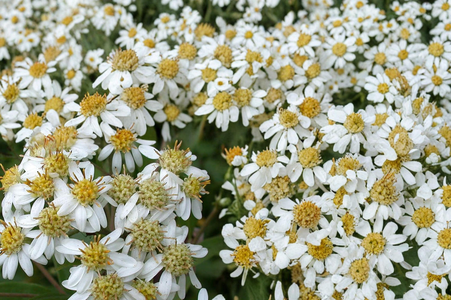 Flat-Topped Aster Seeds, Doellingeria umbellata, Native Perennial with White Clusters, Wetland & Meadow Plant, Pollinator-Friendly