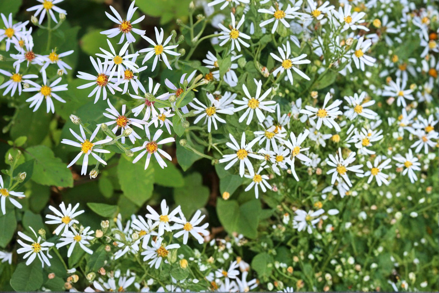 Big-Leaved Aster Seeds 100 Pack | Eurybia macrophylla Native Perennial for Shade Gardens