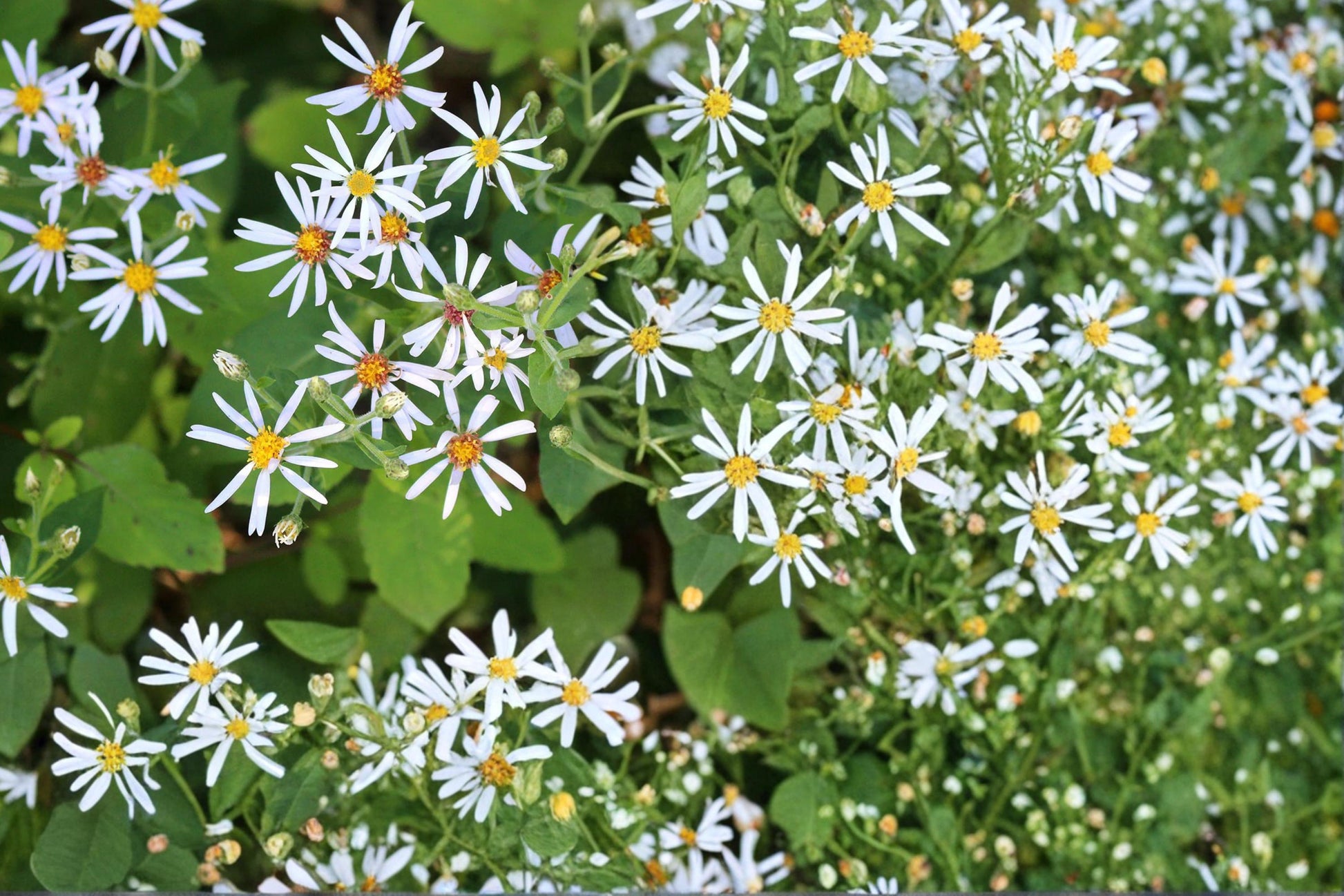 Big-Leaved Aster Seeds 100 Pack | Eurybia macrophylla Native Perennial for Shade Gardens