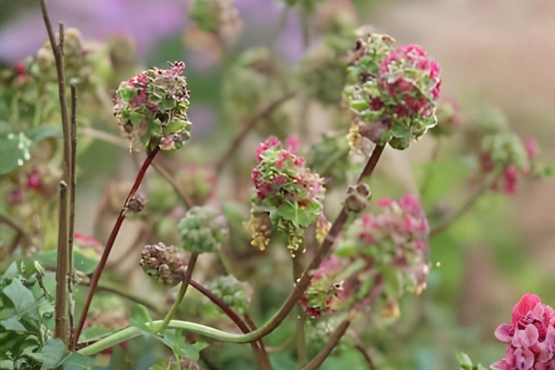 Small Burnet Herb Seeds - Hardy Perennial with Edible Cucumber-Flavored Leaves - Sanguisorba Minor